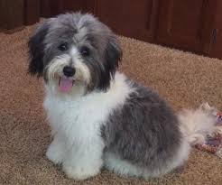 Black And White Havanese Puppy Names Cade A Black White Coton Coton De Tulear Dogs Havanese Puppies Havanese Dogs