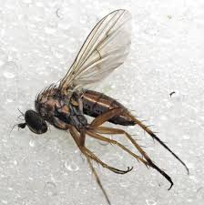 Image result for Dolichos petiolatus