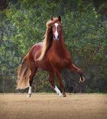 Beautiful Horse Horses Beautiful Horses Most Beautiful Horses