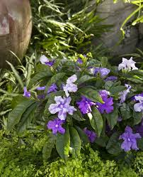 Image result for Brunfelsia pauciflora