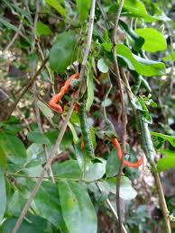 Image result for Cadaba glaberrima