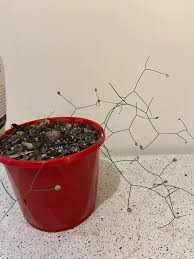 Image result for Schizobasis intricata