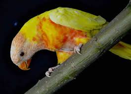 Loriquet Arc En Ciel Les Loris Et Leurs Mutations Les Loris Forum Gros Becs Net Animaux Collier Rouge Faucon