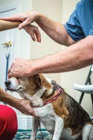 Fisher has practiced holistic veterinary medicine for over 20 years and is a member of the american holistic veterinary association debbie is a retired registered nurse. The Pet Guide A Natural Approach