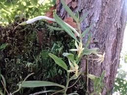 Image result for Angraecum moandense