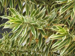 Explore karlgercens.com garden lectures' photos on flickr. Dracaena Reflexa Care Introducing Song Of India Plant