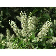 Image result for Prunus serotina