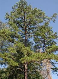 Image result for Pinaceae