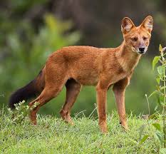 The Dhole Doʊl Cuon Alpinus Is A Canid Native To Central South East Asia And Southeast Asia Other English Names For The Species In 2020 Wild Dogs Dhole Animals