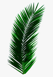 Check out this fantastic collection of aesthetic palm leaves wallpapers, with 51 aesthetic palm leaves background images for your desktop, phone or tablet. Plant Leaves Palm Tree Green Nature Aesthetic Palm Tree Leaf Png Transparent Png Transparent Png Image Pngitem