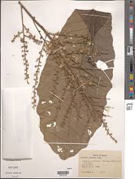 Image result for Monosis conferta