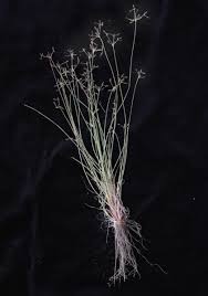 Image result for Bulbostylis hispidula