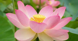 Check spelling or type a new query. Jenis Flora Di Indonesia Pengertian Wilayah Dan Gambar