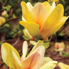 Pin On Flowers