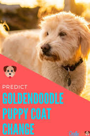 Bouviers, corgis, dobermans, and golden retrievers. How To Tell What Coat Your Goldendoodle Will Have Goldendoodle Puppy Goldendoodle Working Dogs Breeds