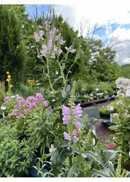 Image result for Physostegia