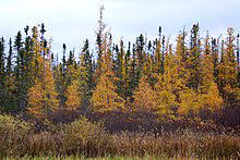 See more of tamarack powersports accessories on facebook. Larix Laricina Wikipedia
