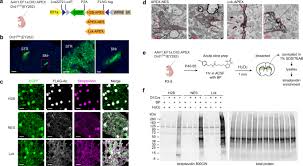 Consider this animal cell which organelles are labeled d and what is one feature. Cell Type And Subcellular Compartment Specific Apex2 Proximity Labeling Reveals Activity Dependent Nuclear Proteome Dynamics In The Striatum Nature Communications