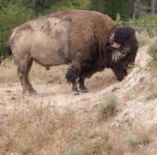 Bison At Standing Rock Buffalo National Bison Range Montana Nationalbisonrange Mountains Nationalpark Nature Travel Travelphotography North American Animals Bison Bison Art