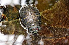 Even though turtles can potentially live up to a week or a month without water, it is certainly not ideal, and surviving does not equal thriving. How Long Can Red Eared Sliders Go Without Water Turtleholic