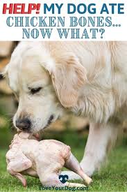 My Dog Just Ate Chicken Bones What Should I Do Next In 2020 Dog Ate Chicken Bones Dog Health Dogs