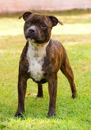 The brindle pitbull's coat color is known as a phenotype: Black Country Staffbull Ada Bull Terrier Staffordshire Bull Terrier Brindle