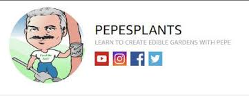 Broadleaf, flowering, evergreen tree grows up to 13 feet tall. Buy Soursop Guanabana Fruit Trees For Sale Pepesplants Com Tropical Fruit Trees For Sale Online At Pepe S Fruit Trees