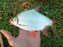 Teknik pembenihan ikan lampam jawa. Fishing Gear Solution Sensasi Tarikan Ikan Lampam