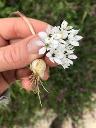 Image result for Alliaceae