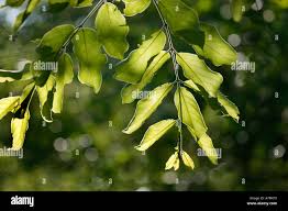 Image result for Combretum apiculatum