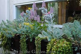 Very heat and drought tolerant. One Window Box Four Ways Harmony In The Garden