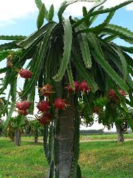 Dragon fruit should be bright red or pink. Dragon Fruit Pitaya Production Guide