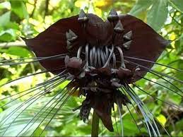 Unusual Black Bat Garden Plants Orchid Seeds Bat Plant Bat Flower