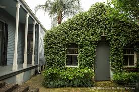Star jasmine can become invasive, especially in warm, moist conditions. Have You Ever Seen A Star Jasmine Plant This Big Home Garden Nola Com