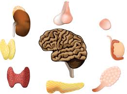 Todo Sobre Las Hormonas Cual Es Su Funcion Para Mantenerlo Saludable Ask The Scientists En 2020 Hormonas Glandulas Suprarrenales Bienestar Mental Y Emocional