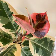 Image result for Ficus variifolia