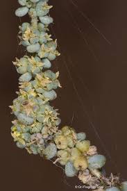 Image result for Suaeda vermiculata