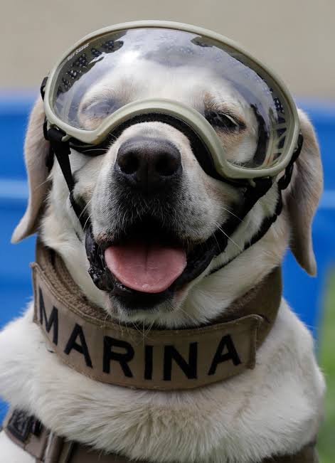 Frida durante las labores de rescate, generada por IA