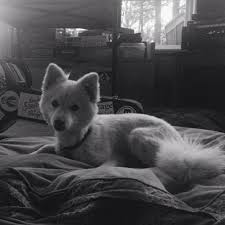 Profile for Echo Jackson