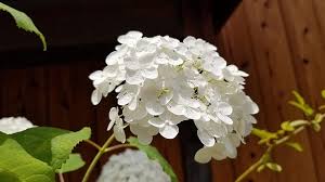 Inilah daftar dorama jepang yang akan tayang selama musim panas di jepang. Hydrangea Musim Panas Putih Bunga Bunga Musim Hujan Jepang Bunga Putih Juni Bunga Jepang Di Awal Musim Panas Hijau Pikist