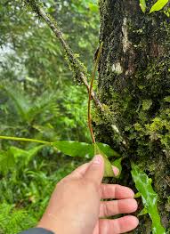 Image result for Lepisorus