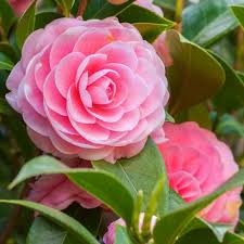 Place them in somewhere tolerating bright even direct light for a couple of hours a day. Buy Camellia Tea Plant Online India At Low Price On Plantsguru Com
