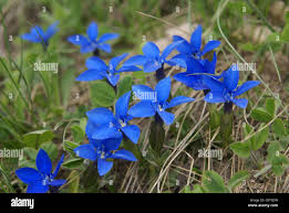 Image result for Gentianaceae