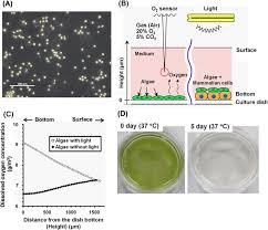 However, depending on the tissue they have been isolated from, they can be grown only for limited generations even in the best. Thicker Three Dimensional Tissue From A Symbiotic Recycling System Combining Mammalian Cells And Algae Scientific Reports