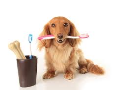 Check spelling or type a new query. Veterinarian In Sherman Oaks Ca The Pet Doctors Of Sherman Oaks