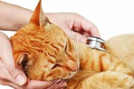 Kedilerde Ust Solunum Yolu Enfeksiyonu My Animals