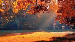 Autumn Park Sunshine High Definition Wallpapers Hd Wallpapers Herbstbaume Selbstverliebt Verliebt