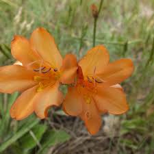 Image result for Tritonia