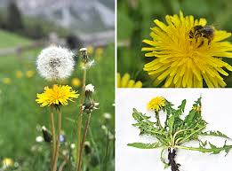 Image result for Taraxacum sp.