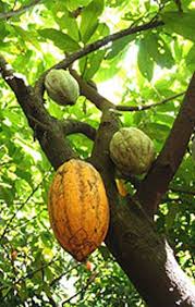 Resultado de imagen de fotos intermon semillas cacao